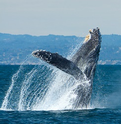 whale