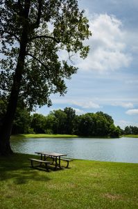 Vertical infrared shot of a pleasant park scenery with sun rays shining in the lake